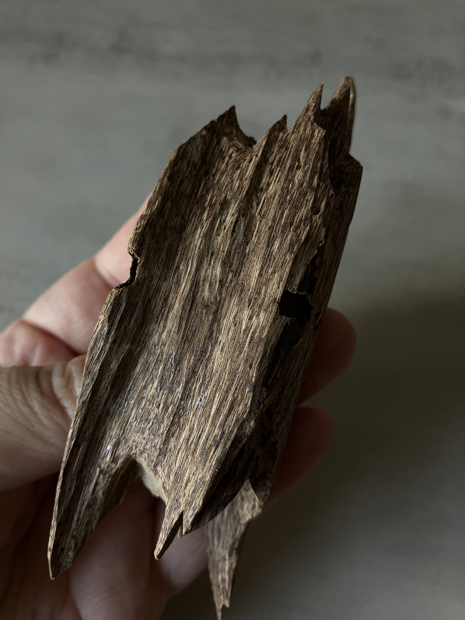 image_9D359F08-E053-43EF-9646-A607B2AA3C44_1760513060