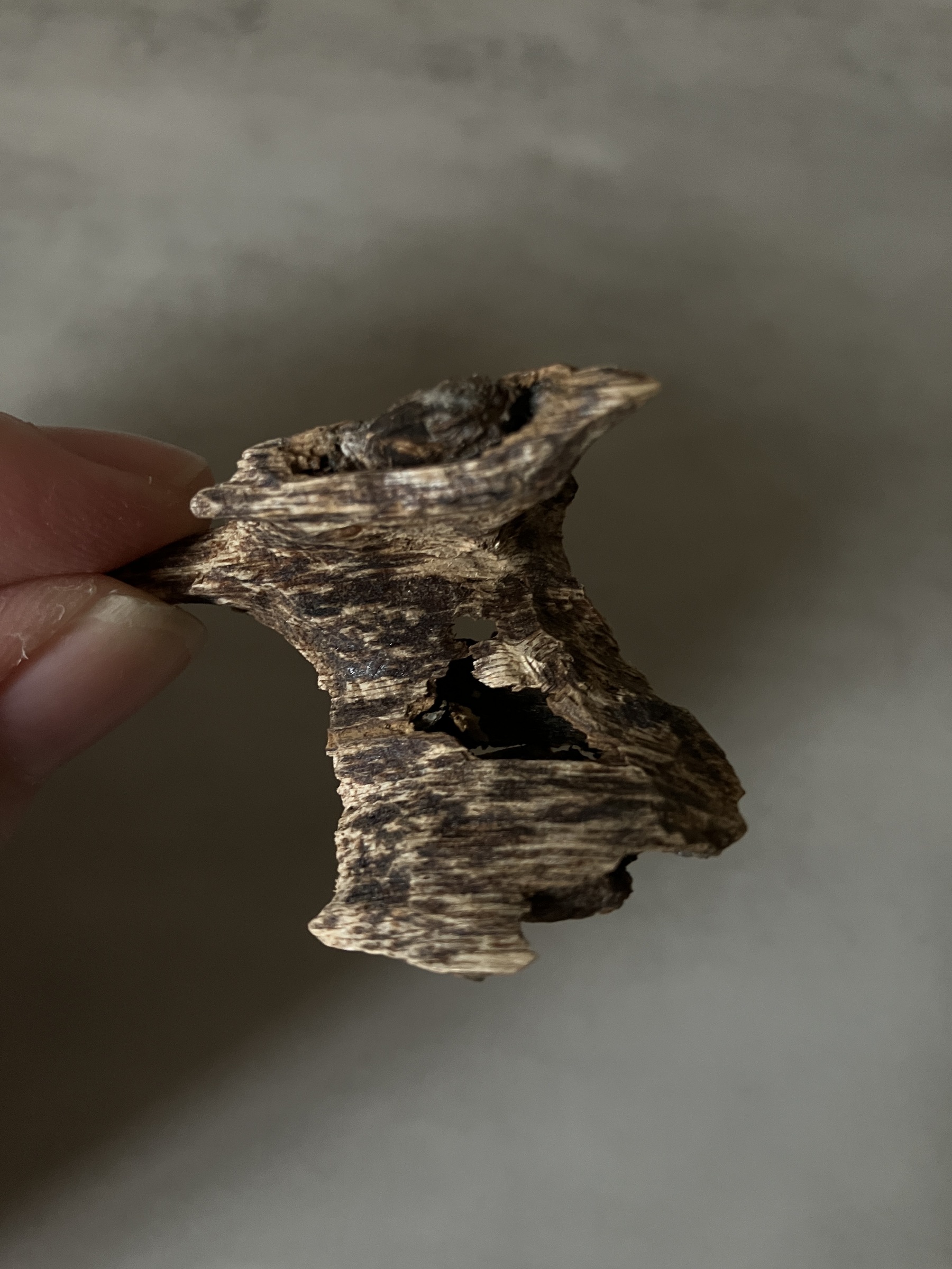 image_D21739BE-42DD-4650-8D2B-D21F68E8BC7C_1760946429