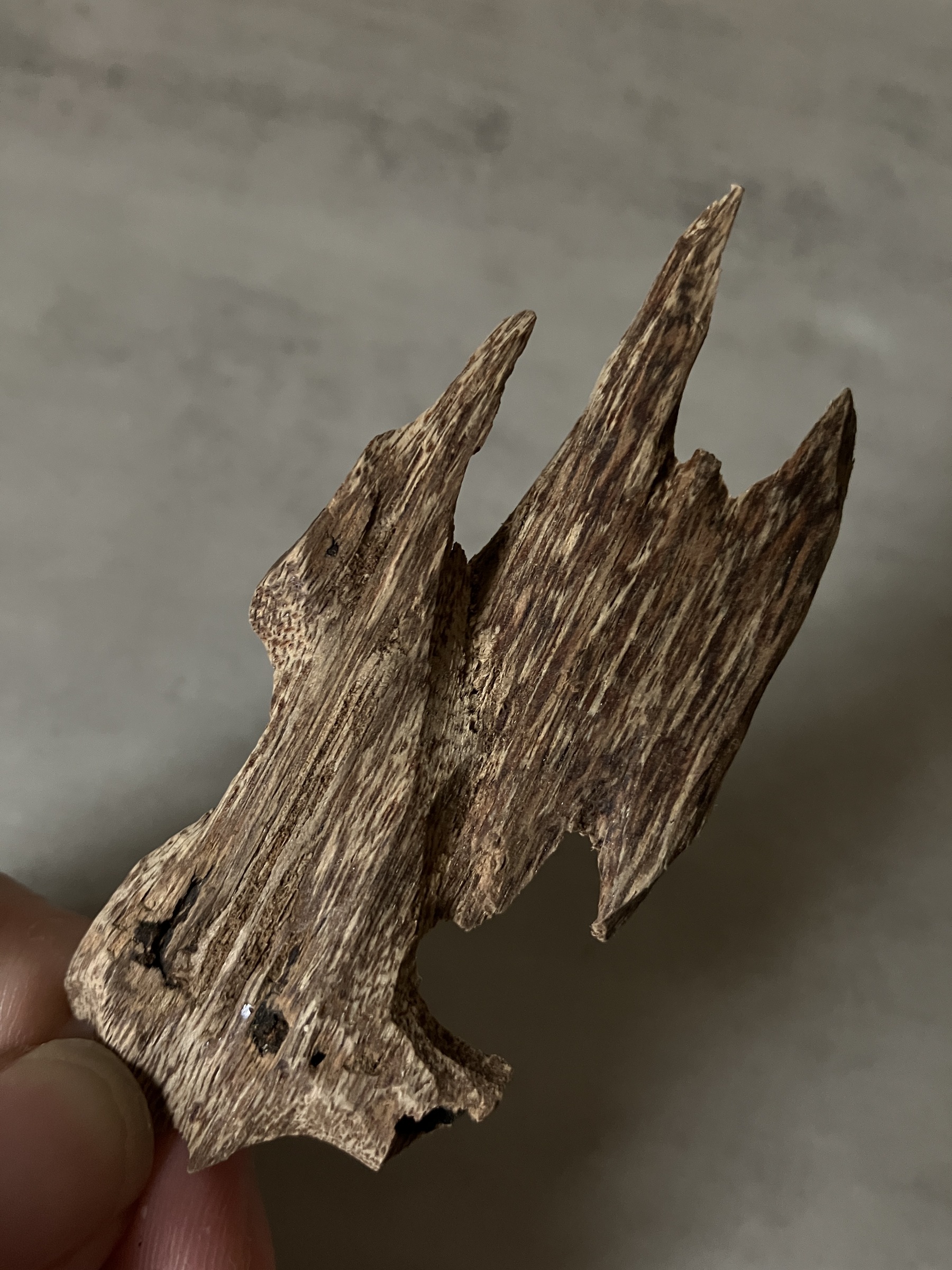 image_873F1BFD-1C24-4120-AAF2-1DF4ADF6C5CC_1760946528