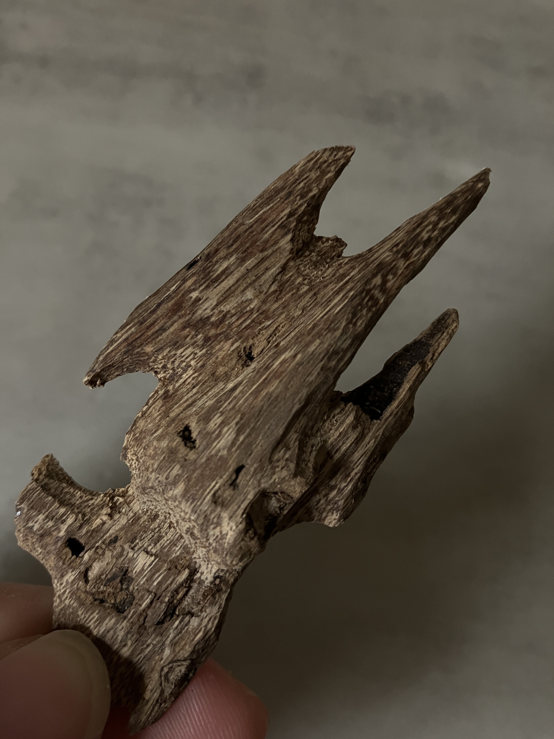 image_07349767-5DFA-44CA-A31A-877DBCCB7DDF_1760946528