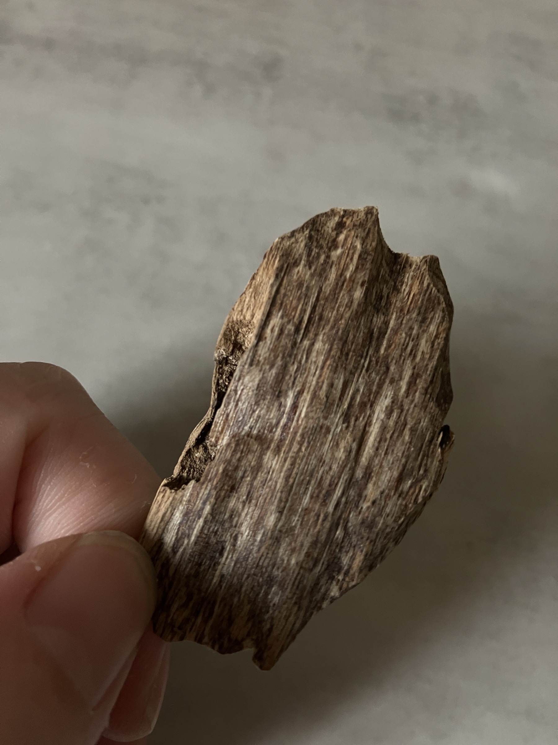 image_072A470F-BA1C-40ED-AC3F-E0385F679A38_1760946528