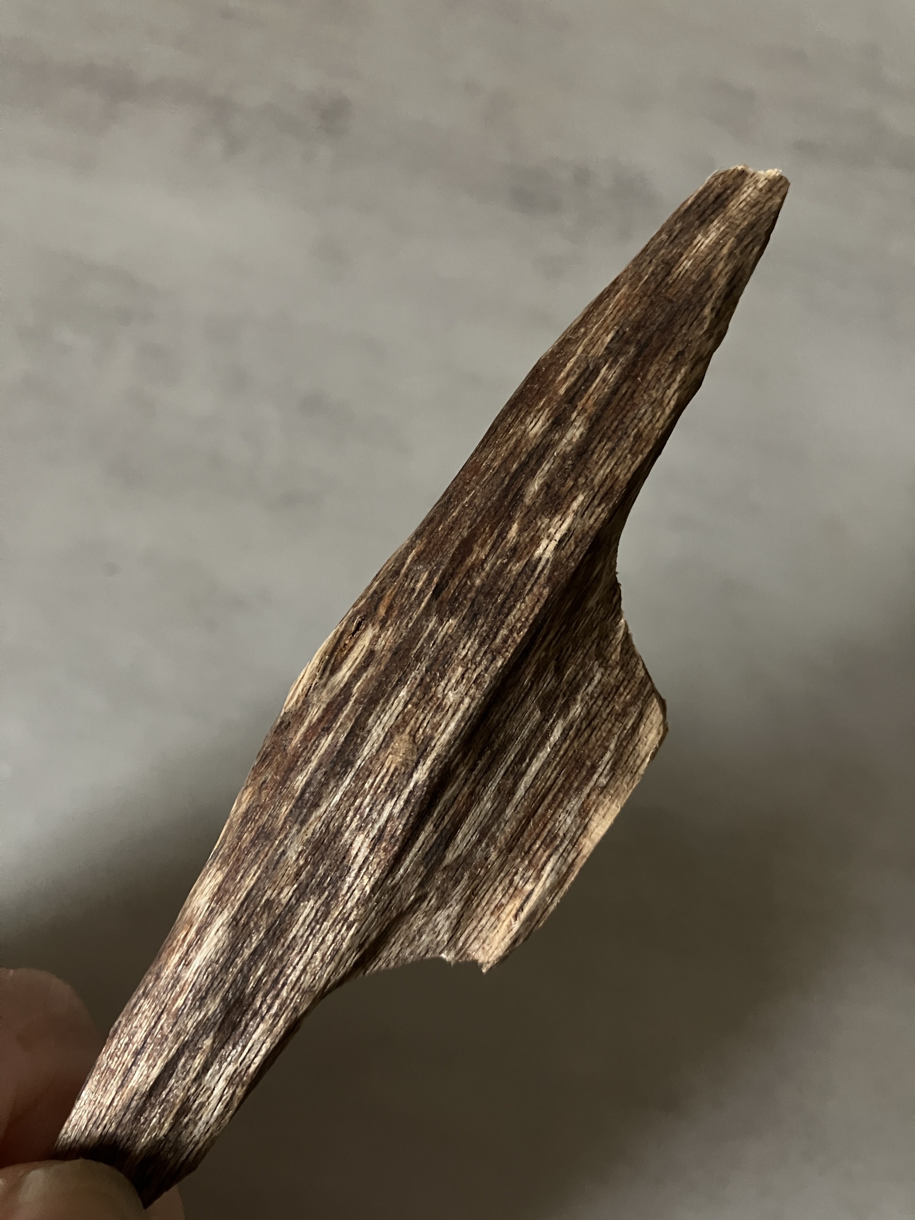 image_345C1F46-9441-49BF-9F61-3D65EDA13F29_1760946619