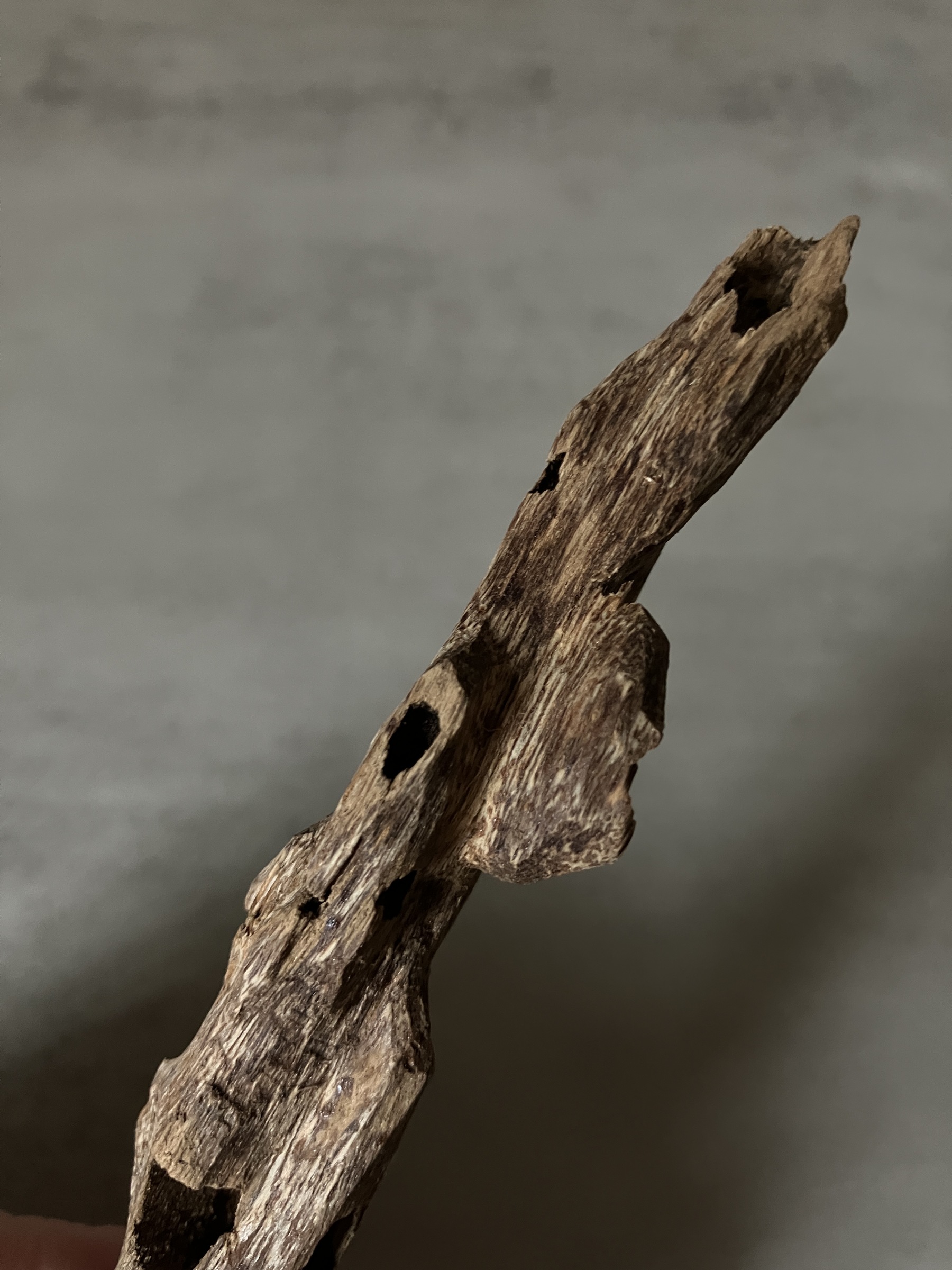 image_C976A486-80E4-415A-80FB-02EECF2362D2_1760948168