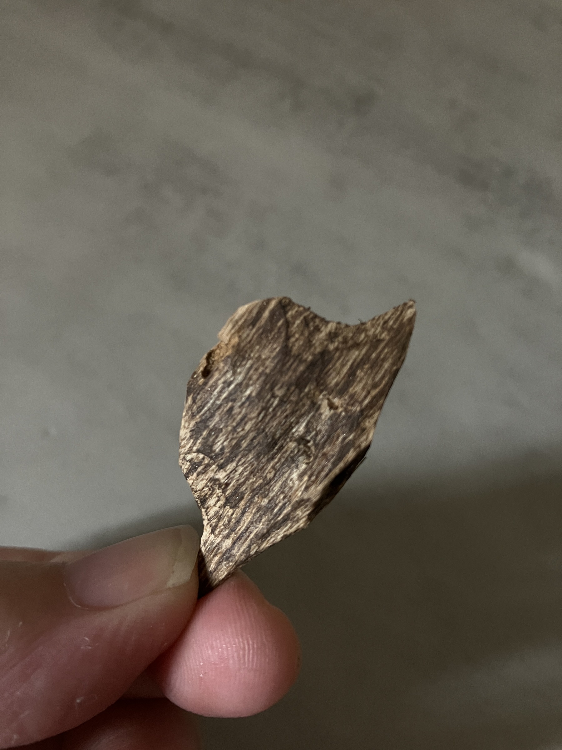 image_2DBBBC0C-904F-4DFE-9F21-28A496F1A8F0_1761030980