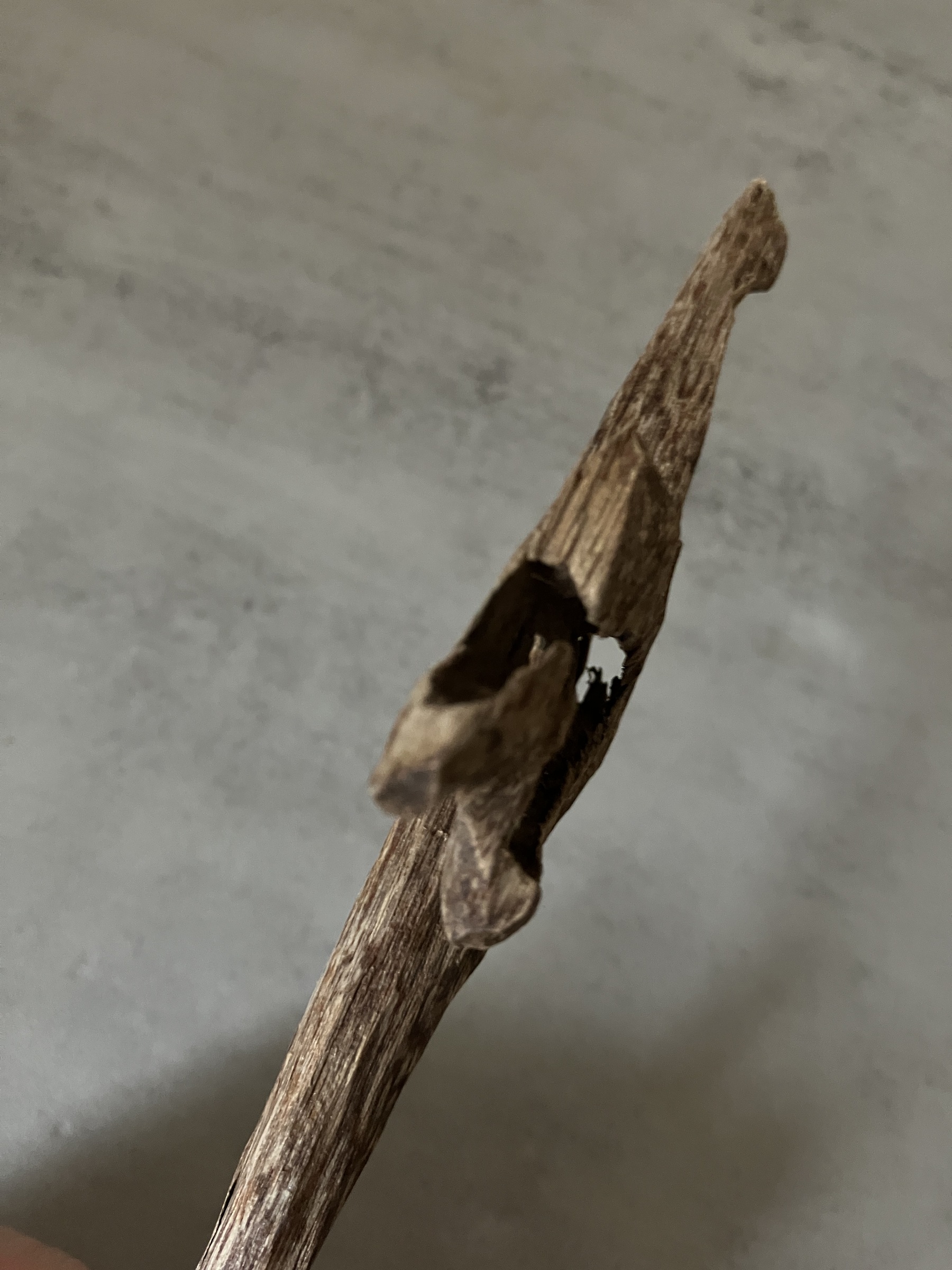 image_9943EFE1-7AC0-4AF6-8757-06376866BF3E_1761031317