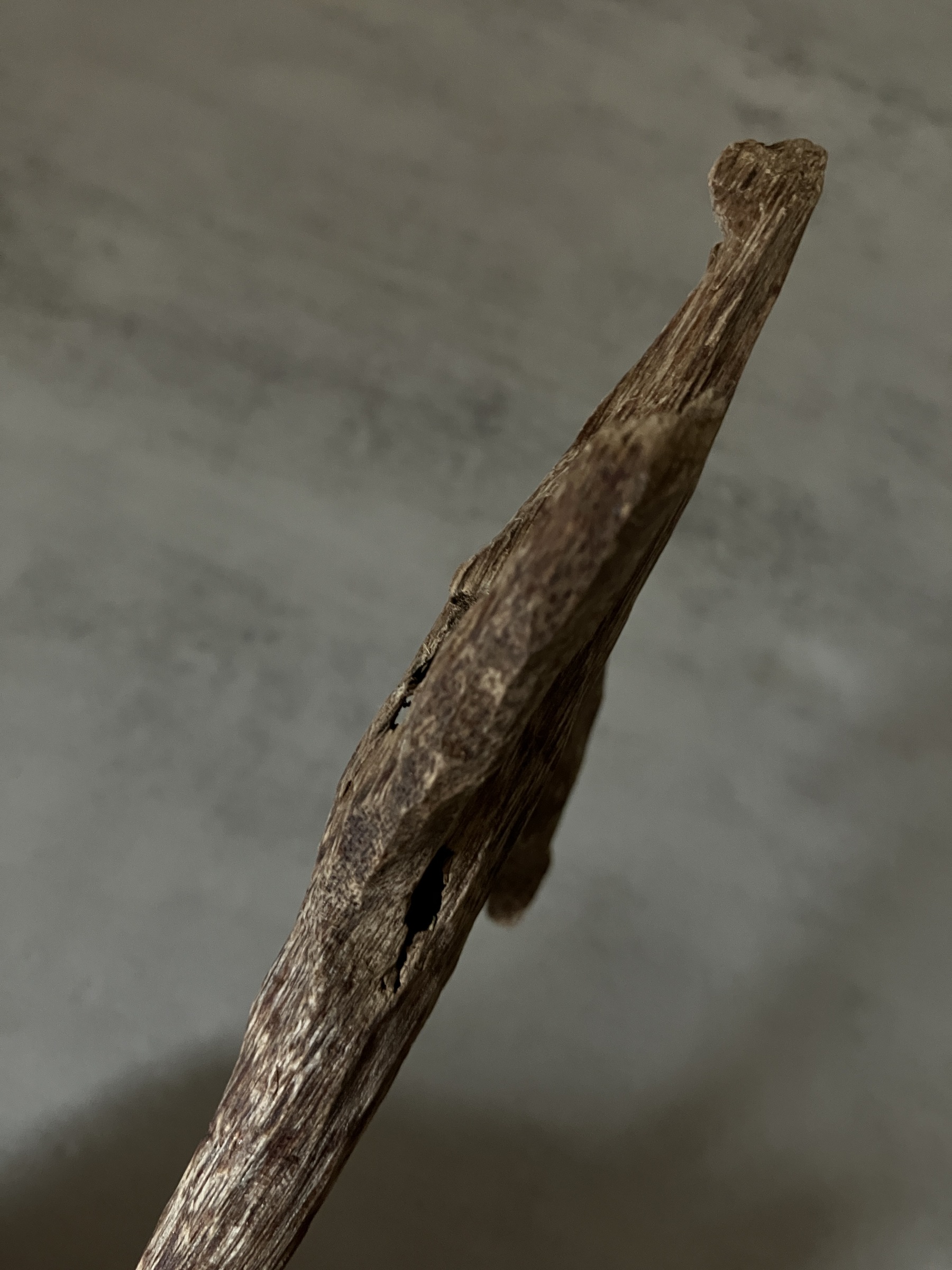 image_869A50BB-8697-466B-B7EE-5FB0D512B2B9_1761031317