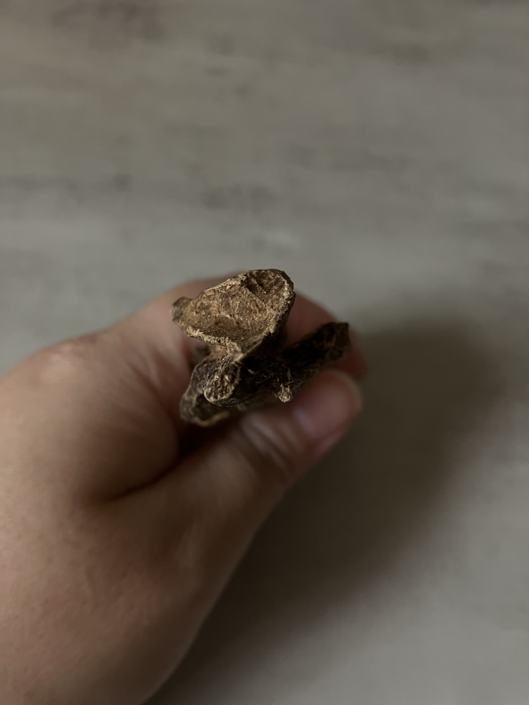 image_443D6D22-30D8-46F3-AFD9-9457C5EBF1AF_1761117199