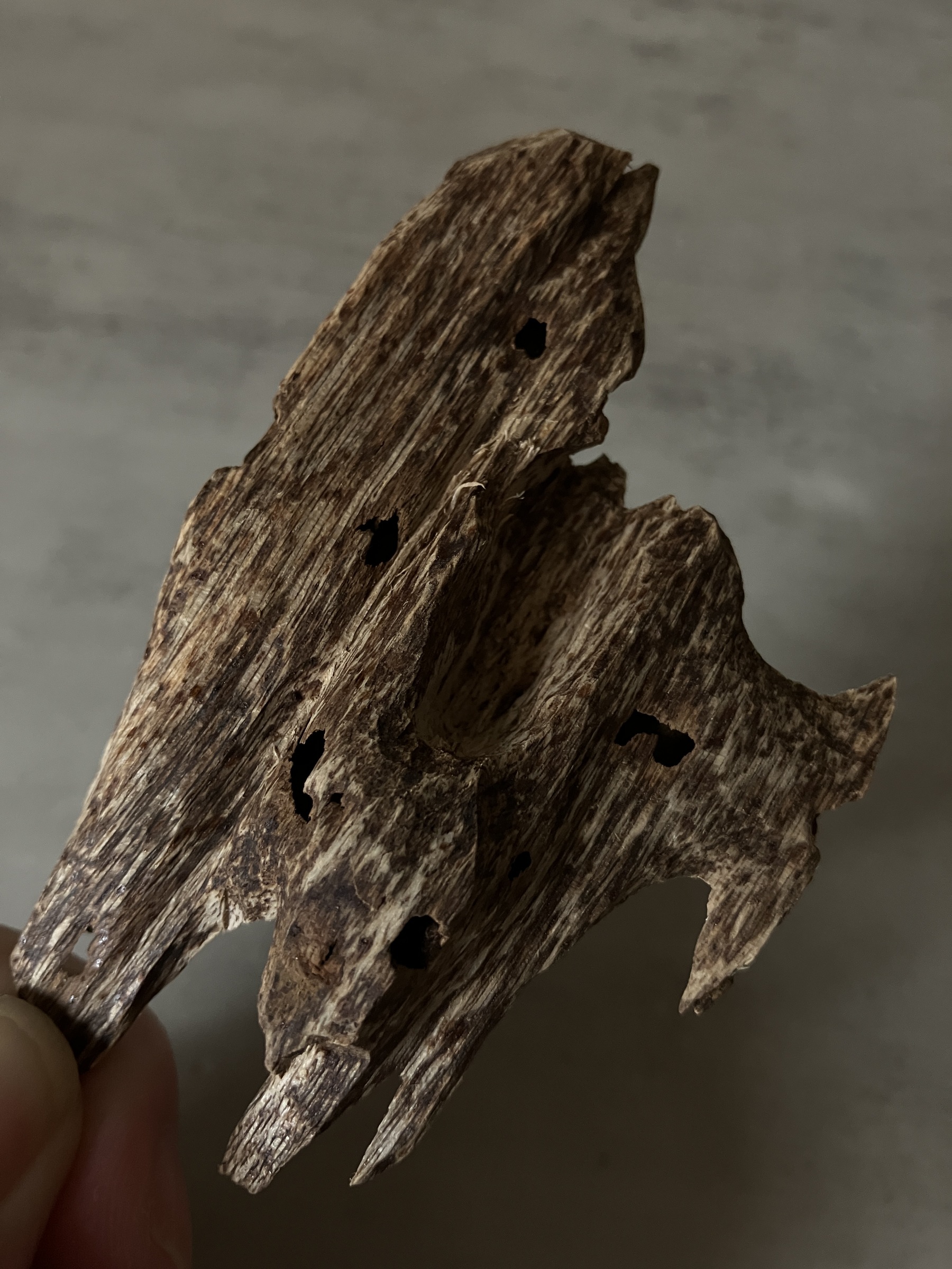 image_D512C903-FEEB-44BD-9765-2A01BE0840C2_1761117262