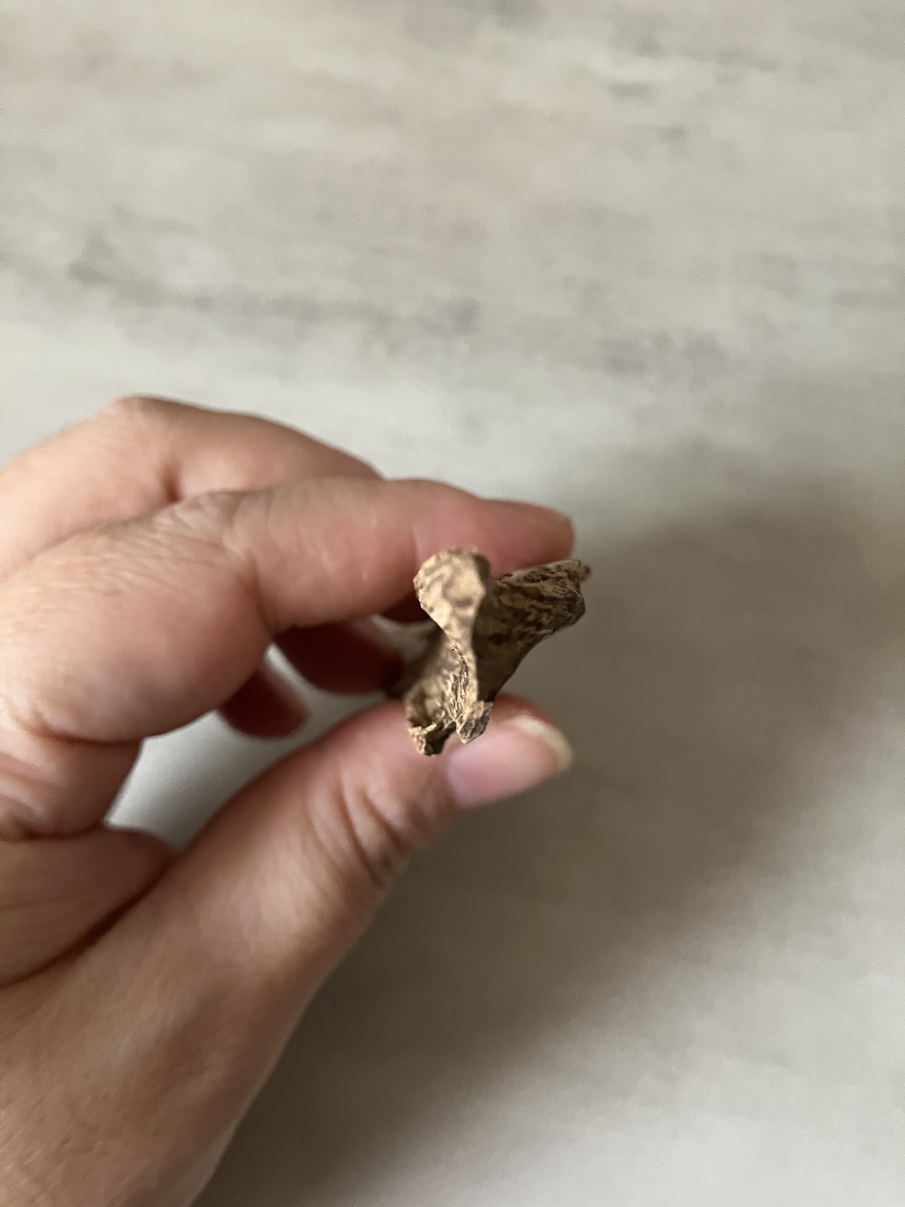 image_8FBB57FA-818E-49A3-9309-86E51F52E088_1761117628