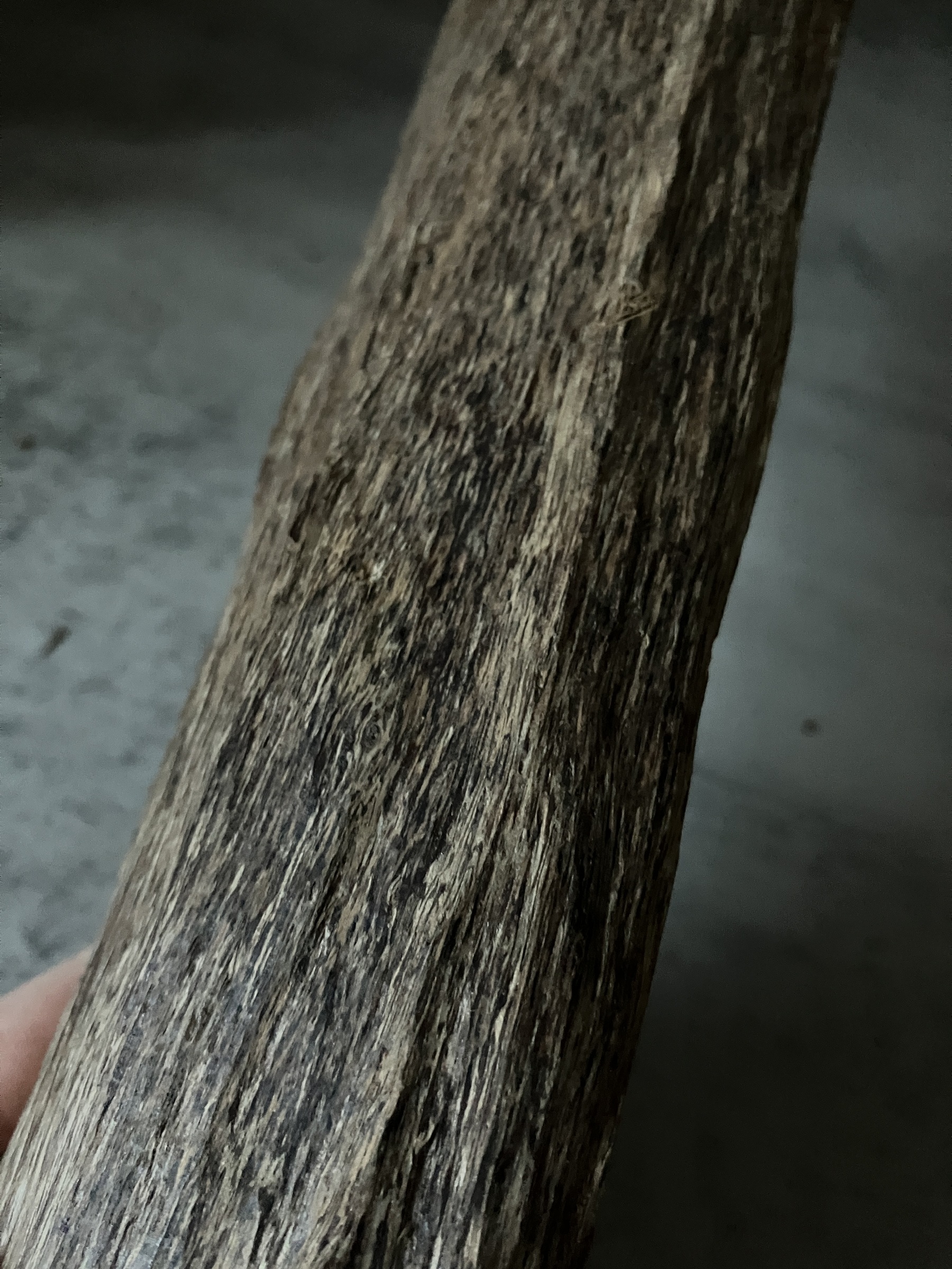 image_BE0449C3-4D02-486D-8116-FB501F08C048_1762933553