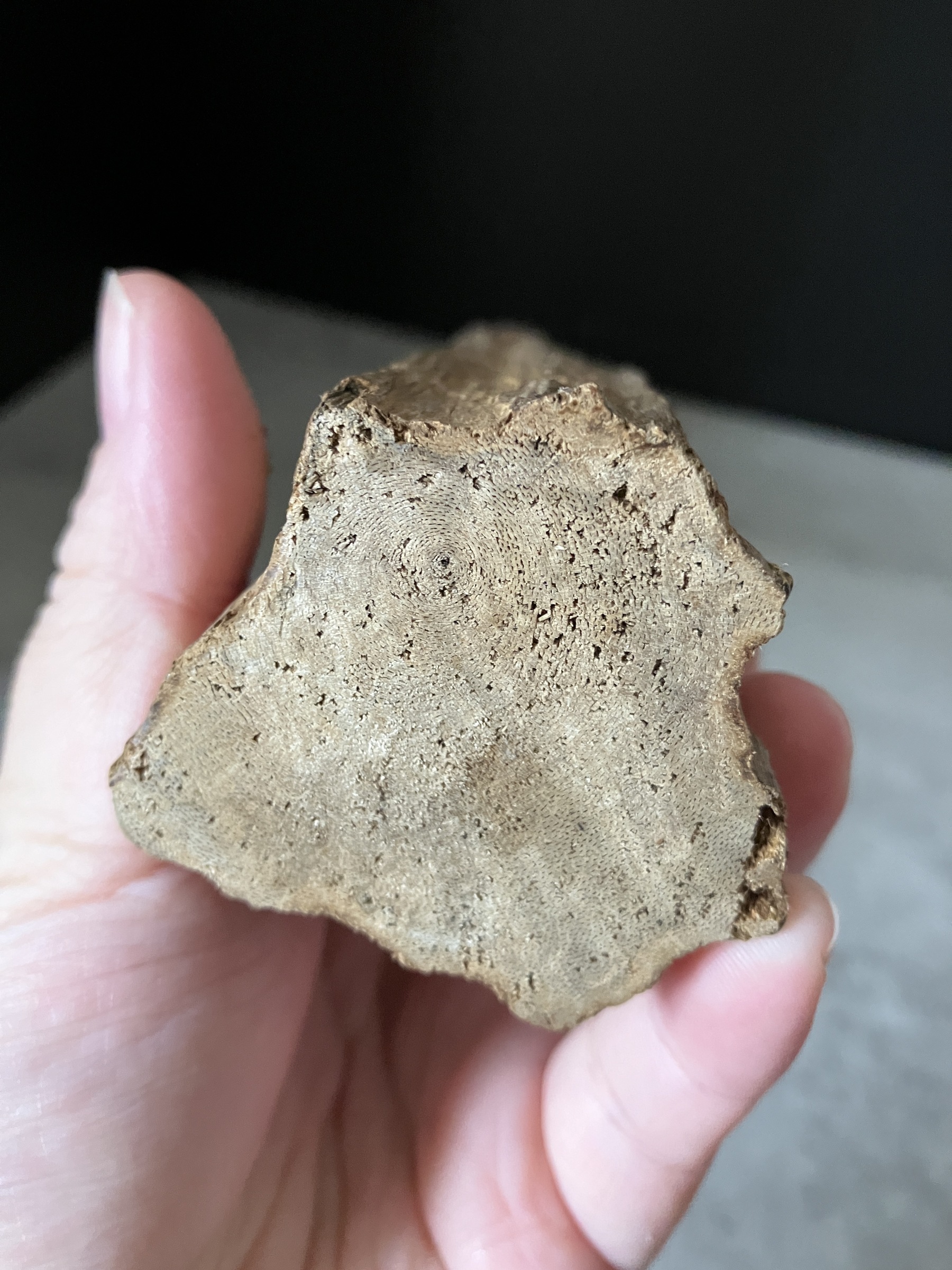 image_BB16F364-C775-40B8-830B-42D72A0466B0_1763623864