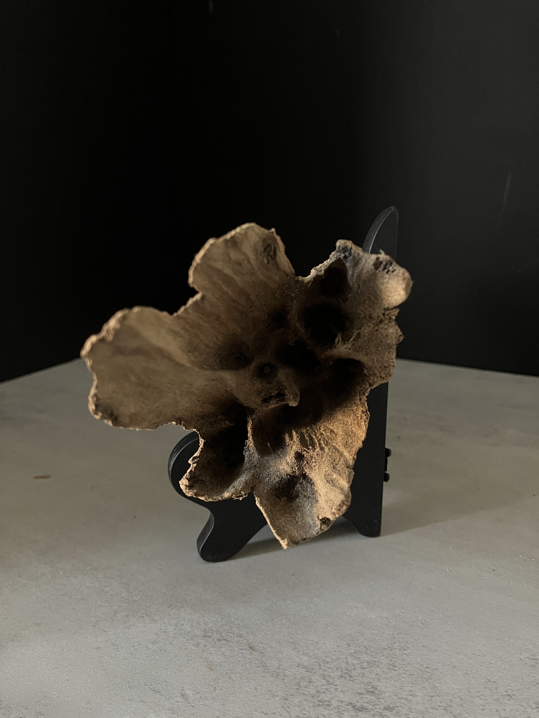 image_477FE5A3-45BA-4938-BD3F-9371A419D237_1770102059