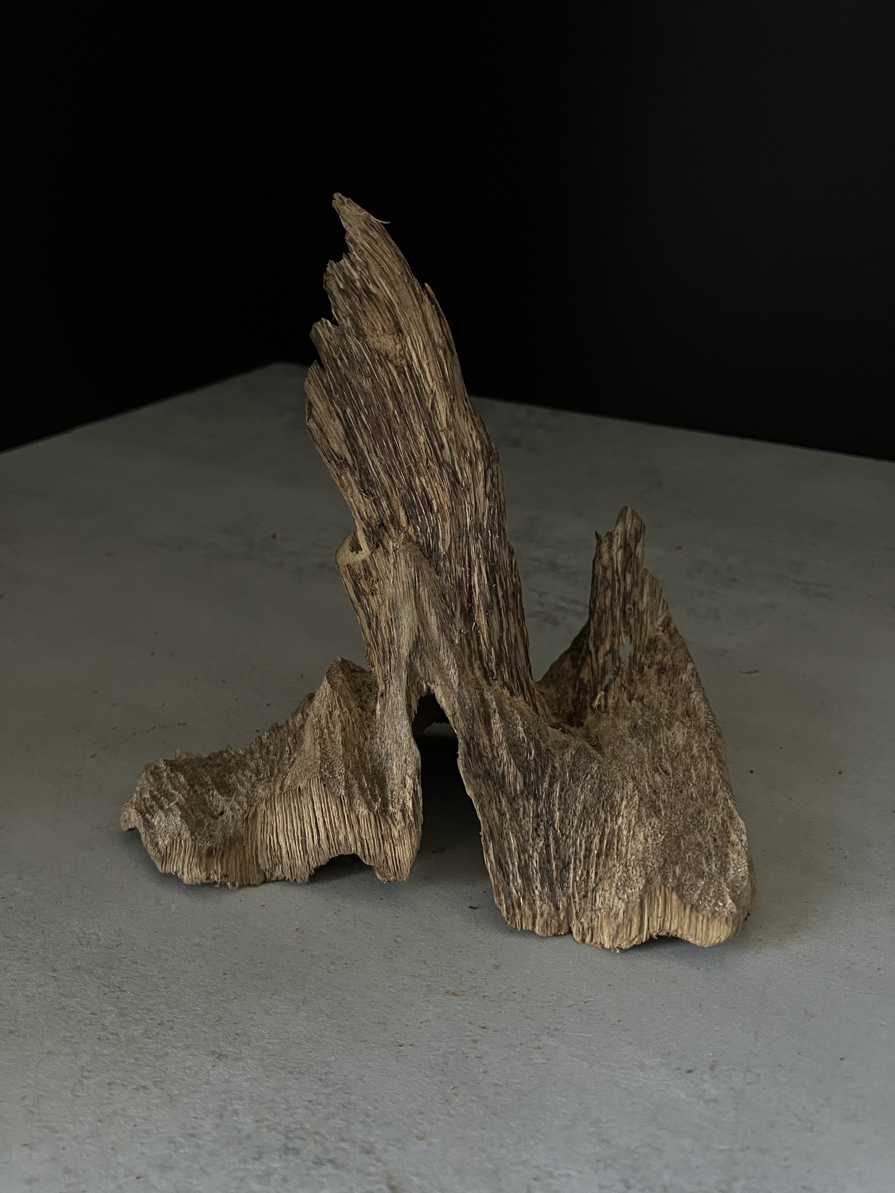 image_23C65F97-3E5D-46F6-9447-4F59B16A7294_1770102599