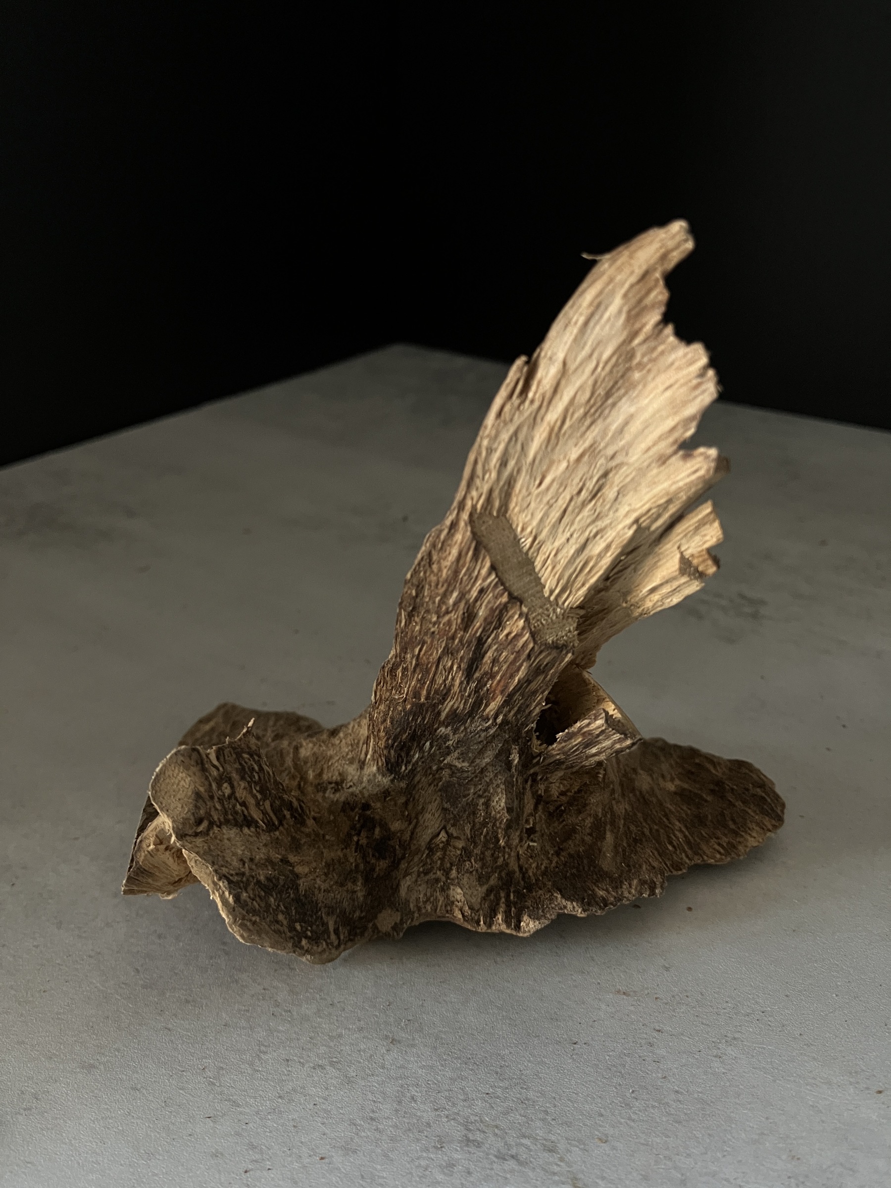 image_E8D8D465-8455-4C9A-9045-8E905ED12E89_1770102599