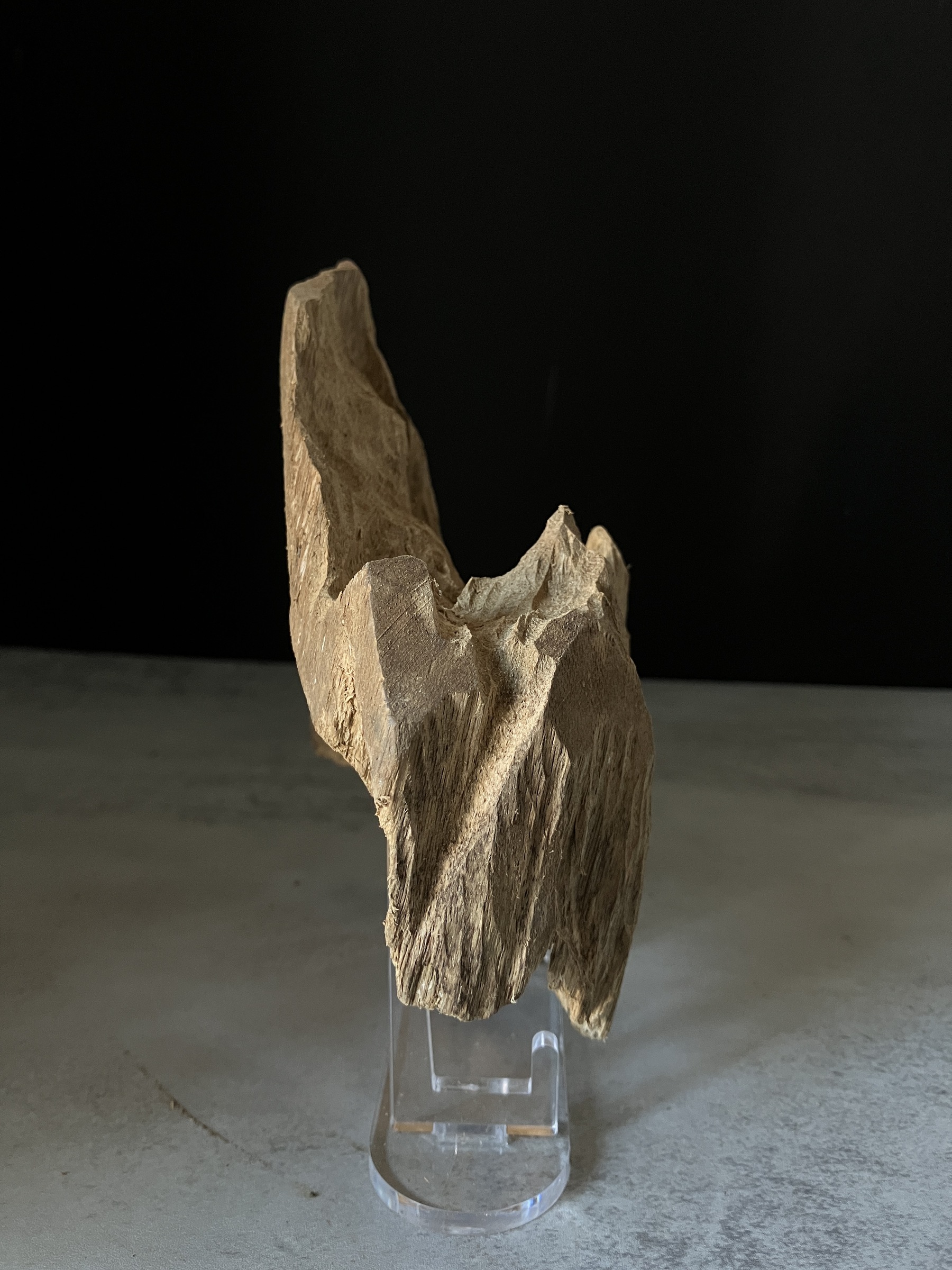 image_C7FC2038-3641-4973-8295-B9D56DAA340A_1770103112