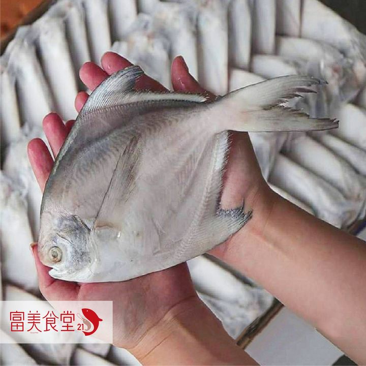 白鯧-01.jpg