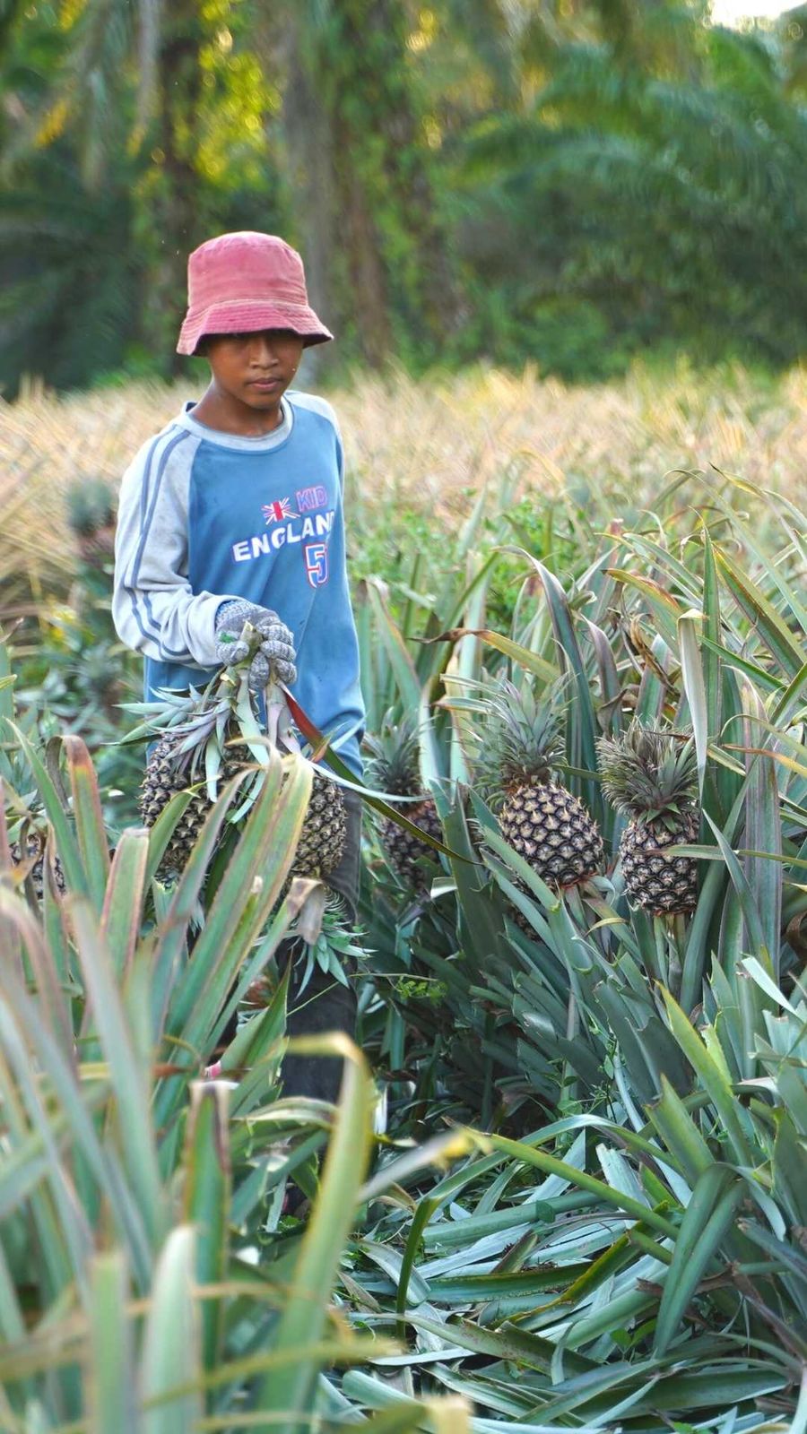 Fruit First: Real Fruit Tea 100% Product of Muar, Johor, Malaysia | Direct from local farms