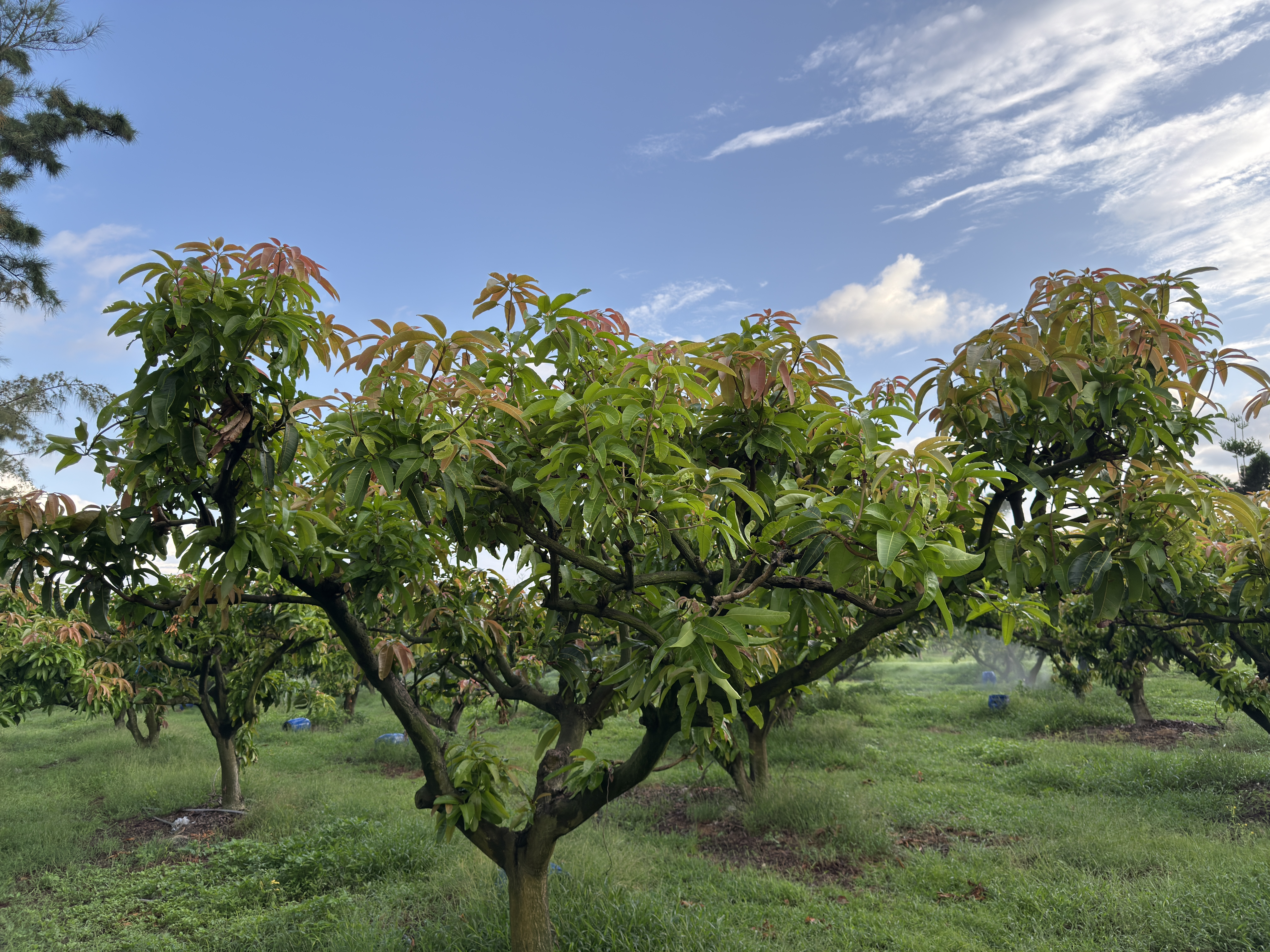 芒果的紅色新芽逆光特寫 屏東枋山泉果園