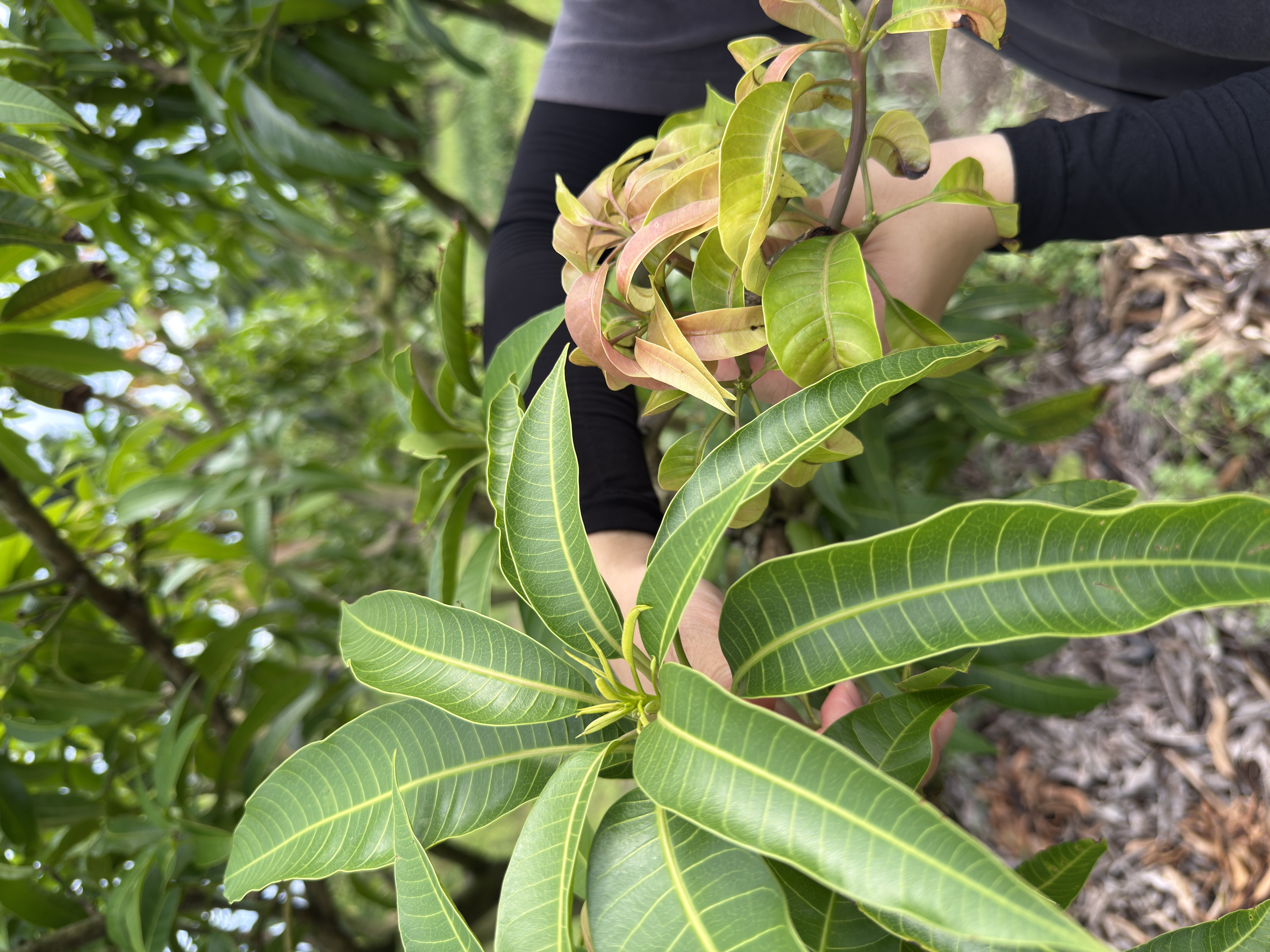 芒果樹上長滿紅色新芽 屏東枋山泉果園
