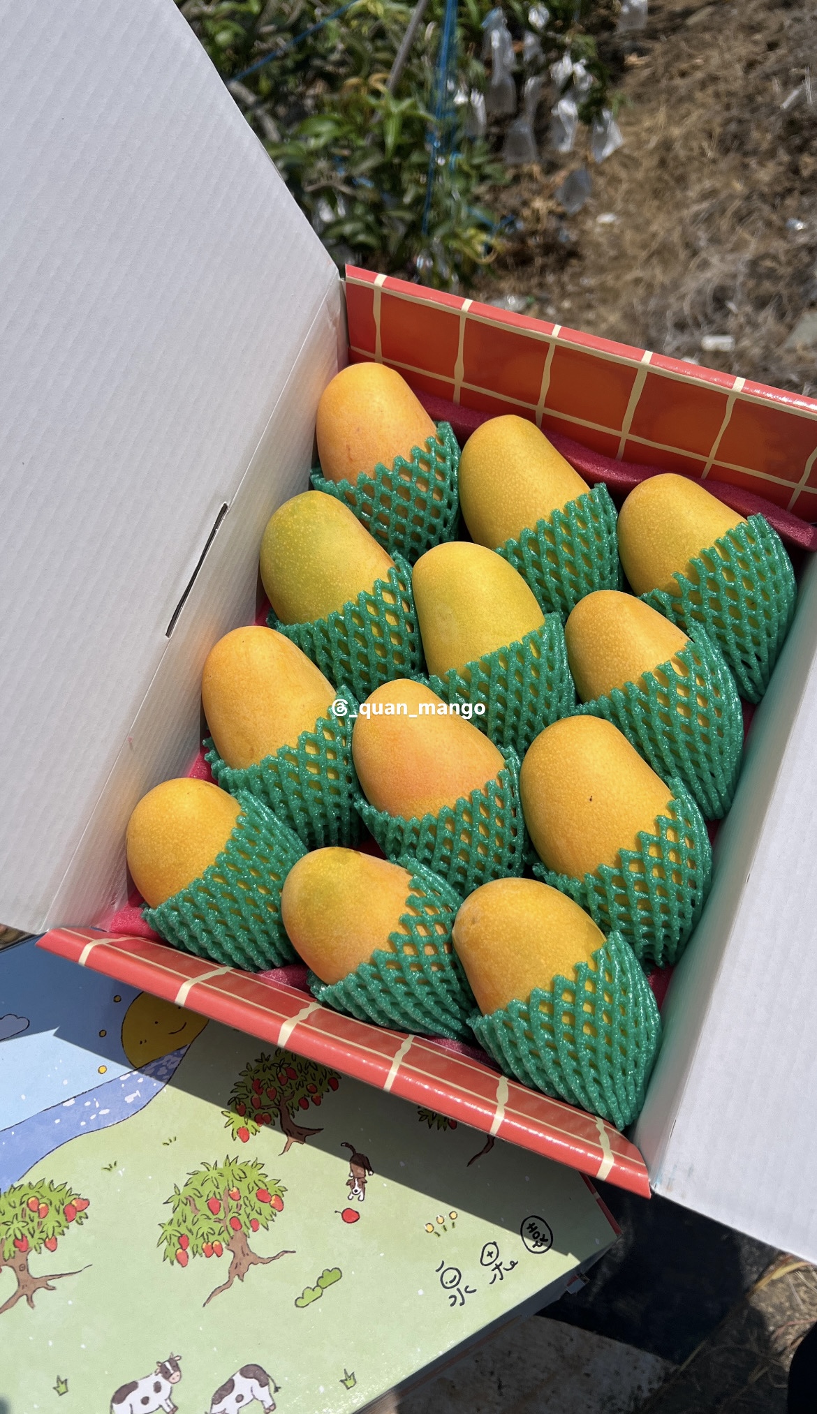 金龍芒果箱裝 獨家稀有品種 屏東枋山 泉果園