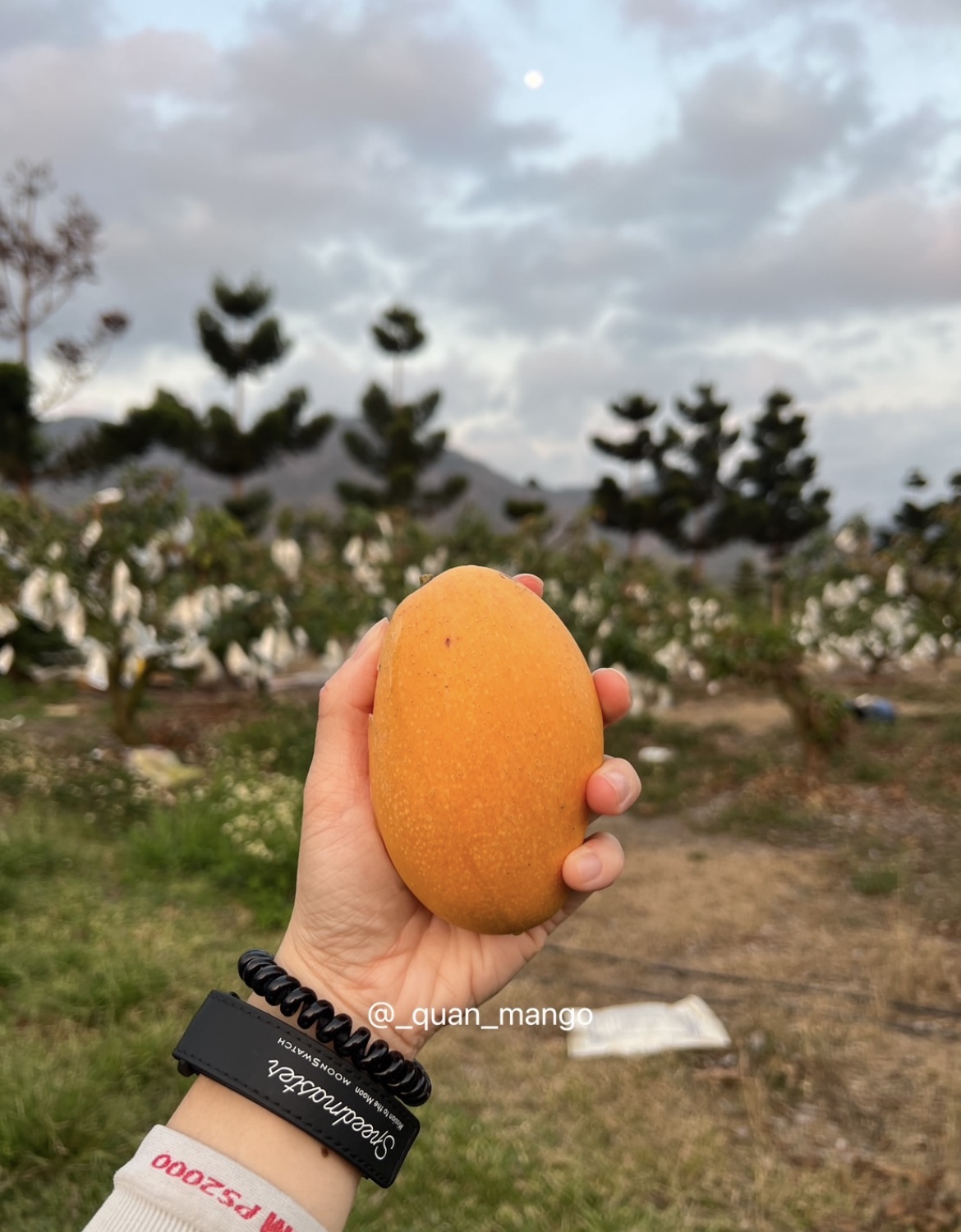 金龍芒果是什麼？1994 年傳承至今的獨家品種