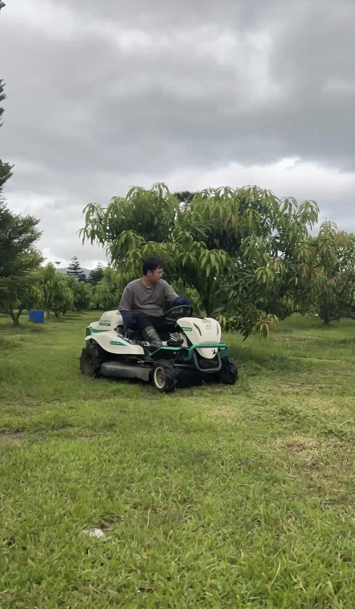 芒果園草長到膝蓋高度，草生栽培的割草時機｜泉果園