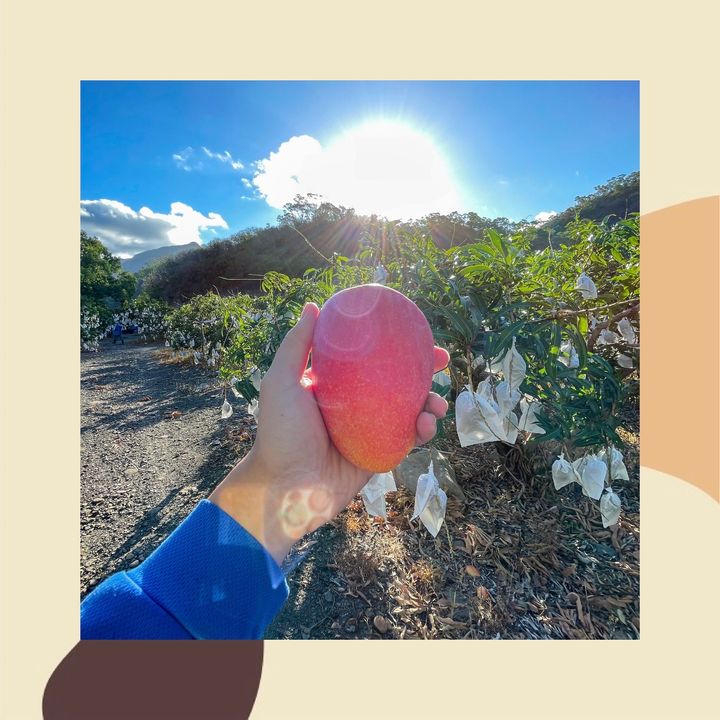 水蜜桃芒果尊爵禮盒 枋山產地直送