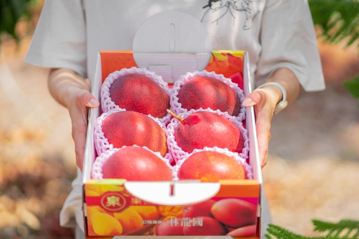 頂級愛文芒果尊爵禮盒 企業送禮推薦 泉果園