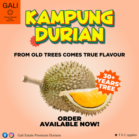 Kampung-03