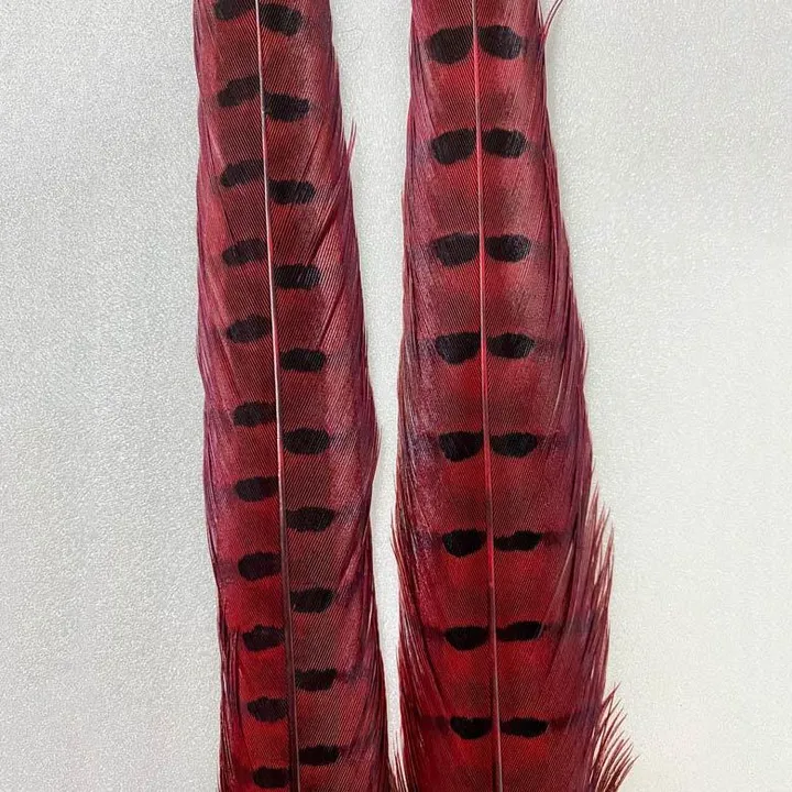 wapsi-ringneck-tail-feathers-red_20200605_55.jpg