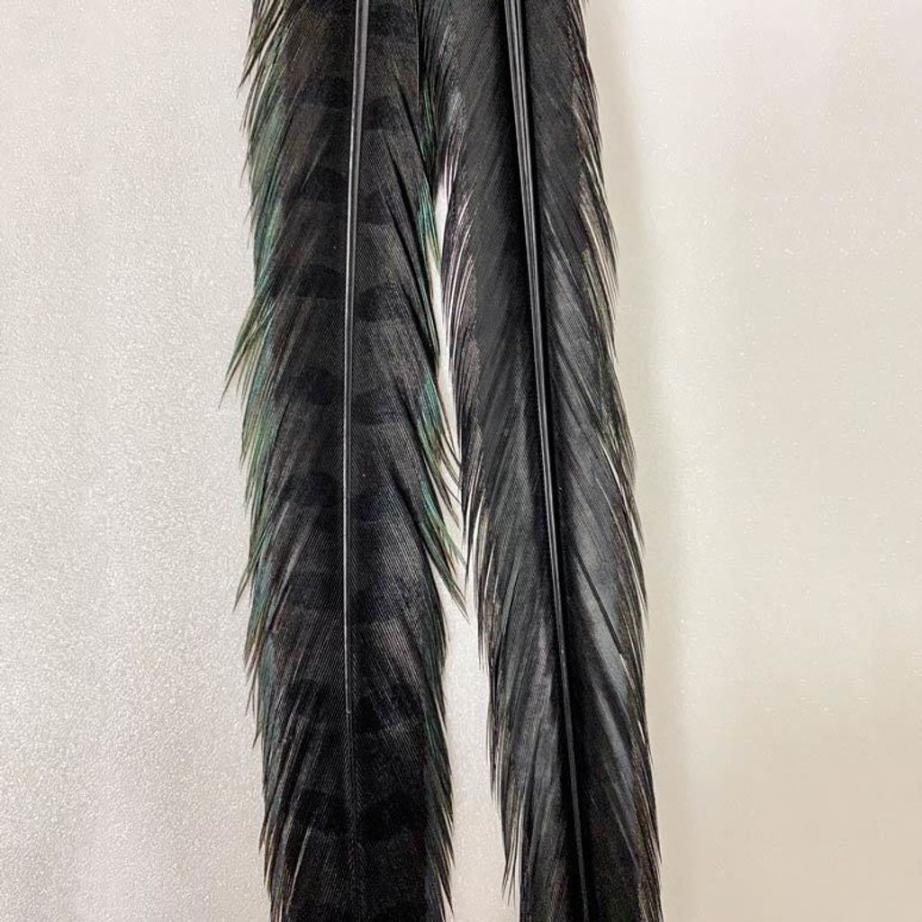 wapsi-ringneck-tail-feathers-black_20200605_75.jpg