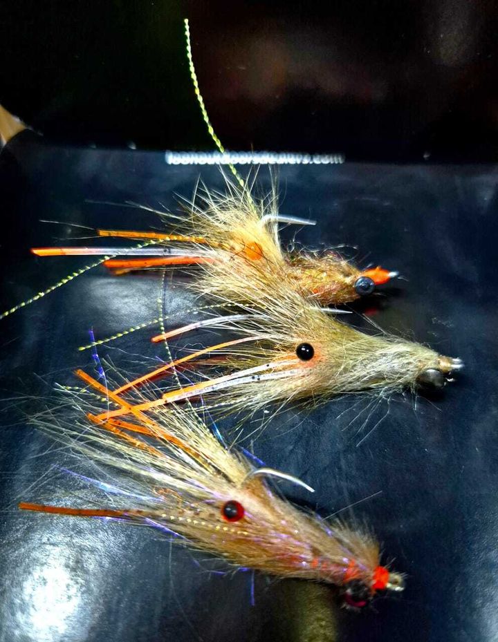 Ghost Shrimp  - size #4  #2