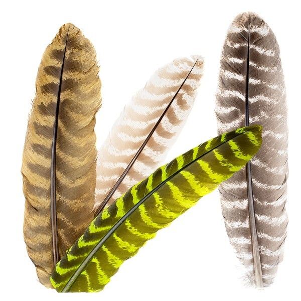 05020-wapsi-ozark-turkey-quill-truthahn-fl-gelfeder-tqq-titel-neu_600x600