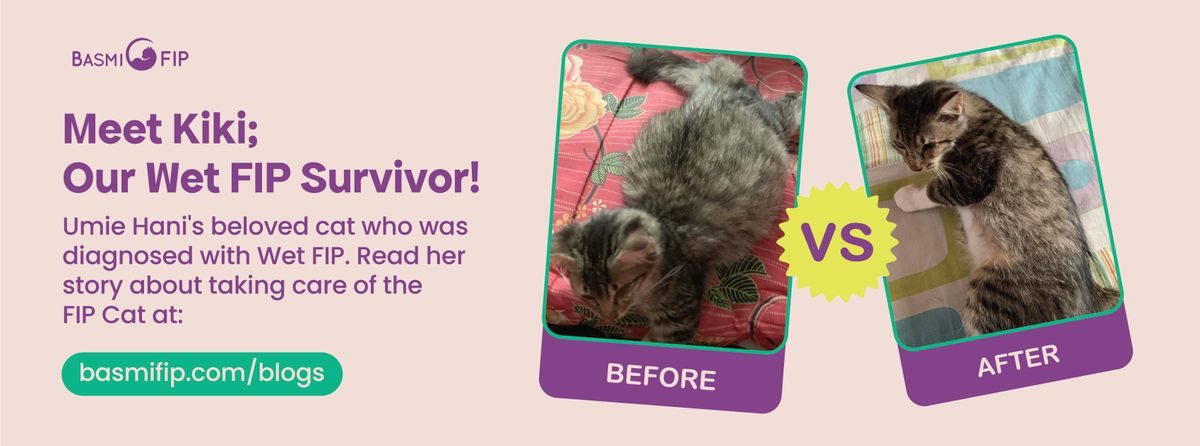 Saving Kiki: A Heartfelt Journey of a Cat's Battle with Wet FIP