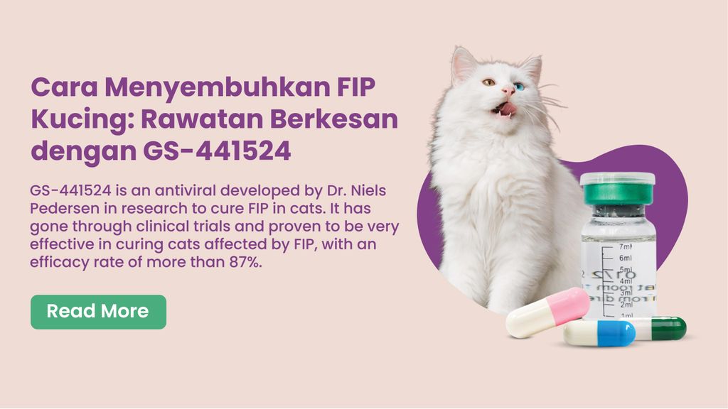 Cara Menyembuhkan FIP Kucing: Rawatan Berkesan dengan GS-441524