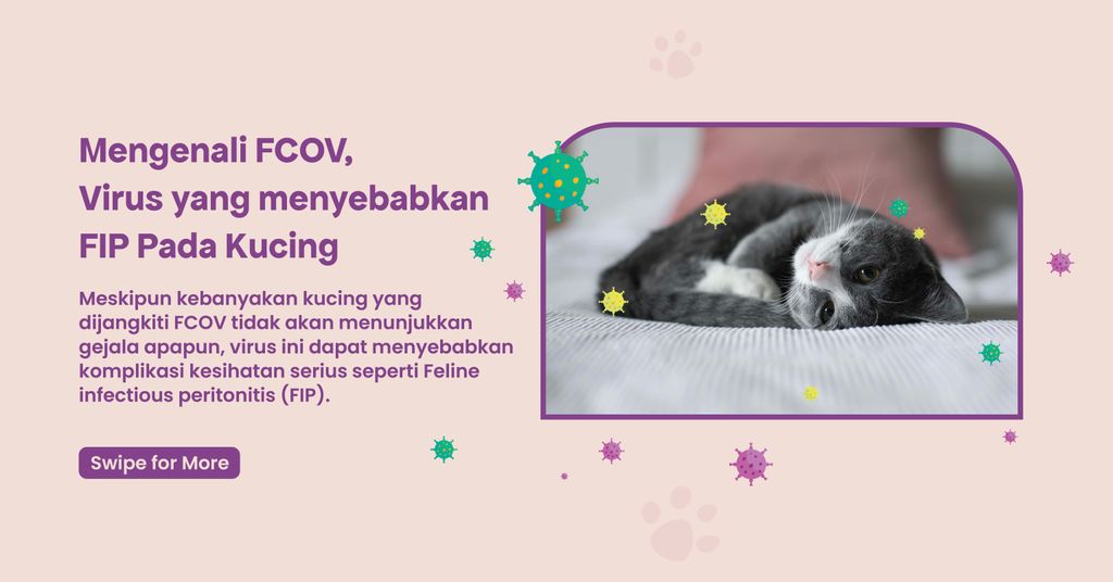 Mengenal Feline Coronavirus (FCOV) Kucing, Virus Pembawa FIP Kucing