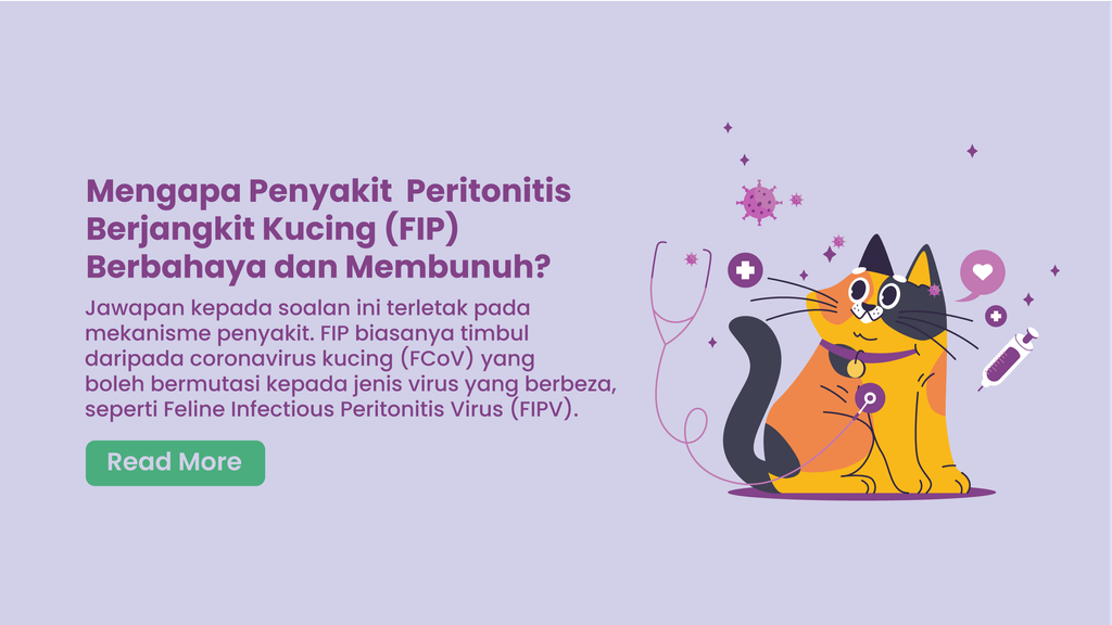 Mengapa Penyakit Peritonitis Berjangkit Kucing (FIP) Berbahaya dan Membunuh?