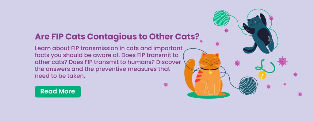 FIP Transmission in Cats: Facts You Need to Know!