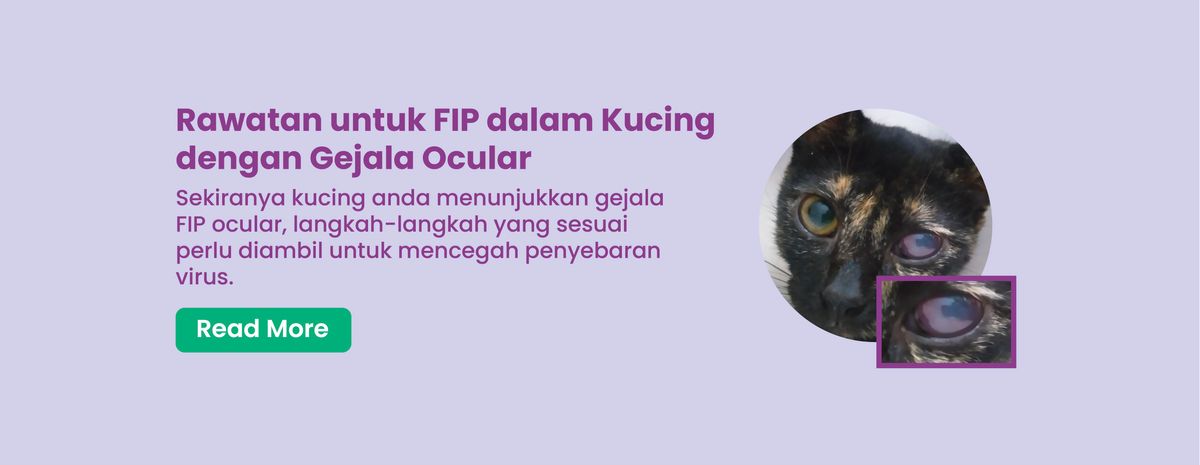 Kucing Sakit Mata: Mengenali Gejala dan Pengubatannya