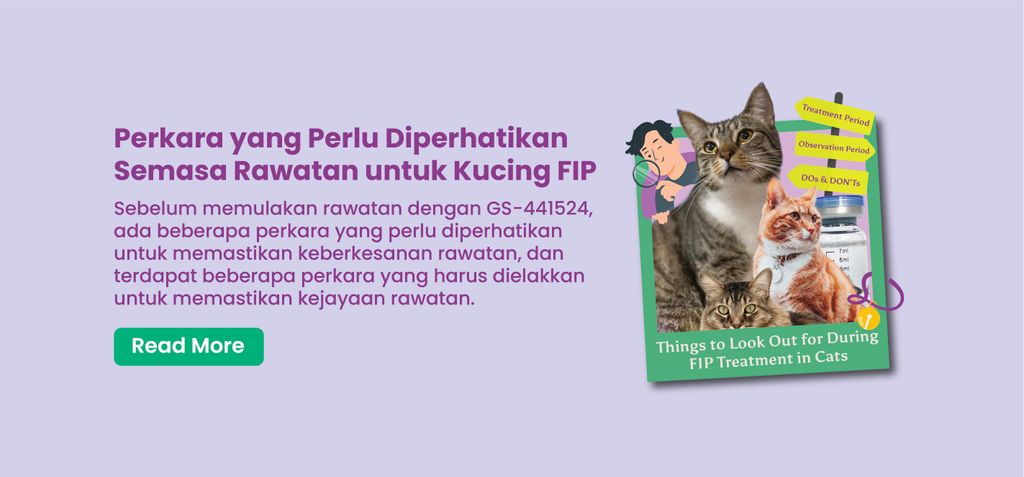 Perkara yang Perlu Diperhatikan Semasa Rawatan untuk Kucing FIP