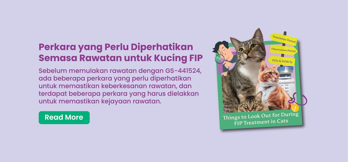 Perkara yang Perlu Diperhatikan Semasa Rawatan untuk Kucing FIP