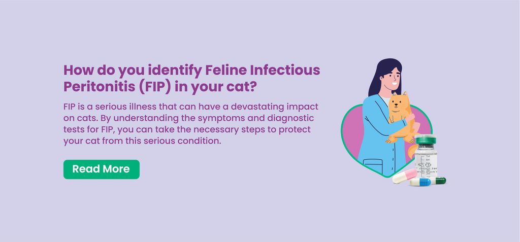 How to Identify FIP Cats