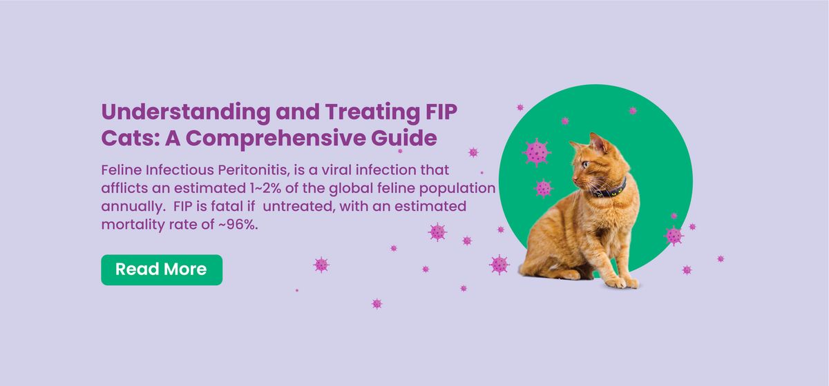 FIP Cats: Comprehensive Guide to Symptoms, Diagnosis & Treatment