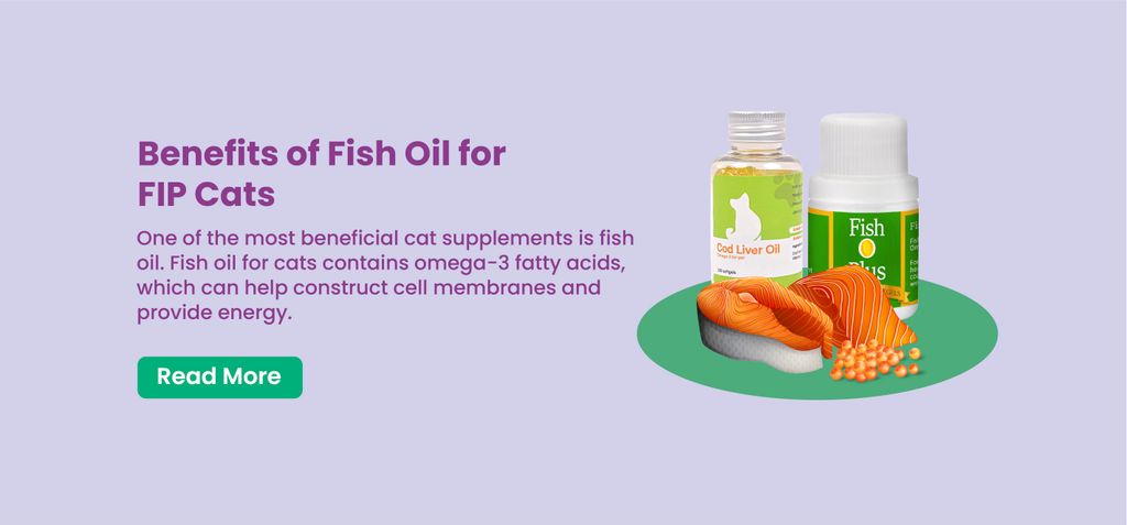 Benefits of Fish Oil for FIP Cats