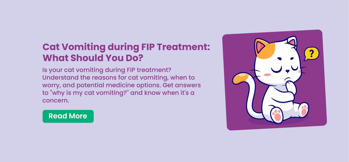 Cat Vomiting during FIP Treatment: What Should You Do?