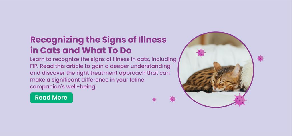 Recognizing the Signs of Illness in Cats and What To Do