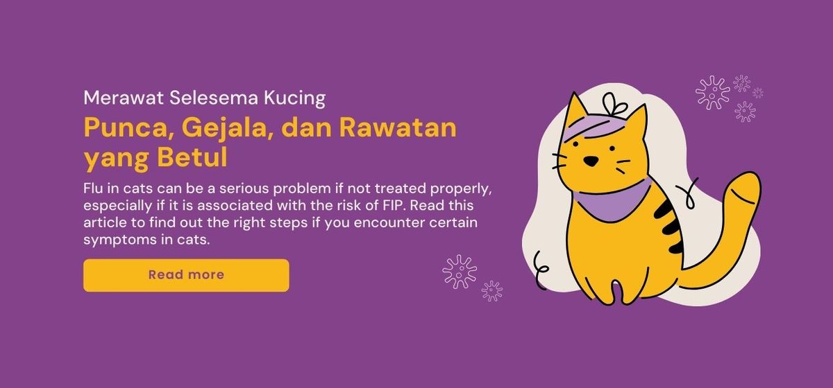 Bagaimana Merawat Selesema Kucing: Punca, Gejala, dan Rawatan yang Betul