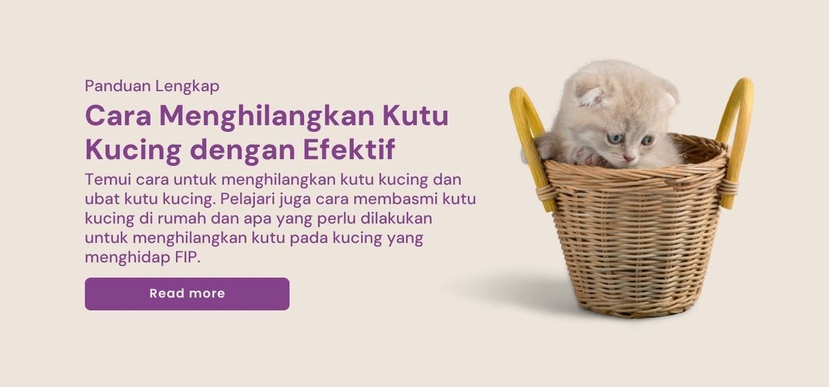 Cara Hilangkan kutu kucing | Ubat Kutu Kucing