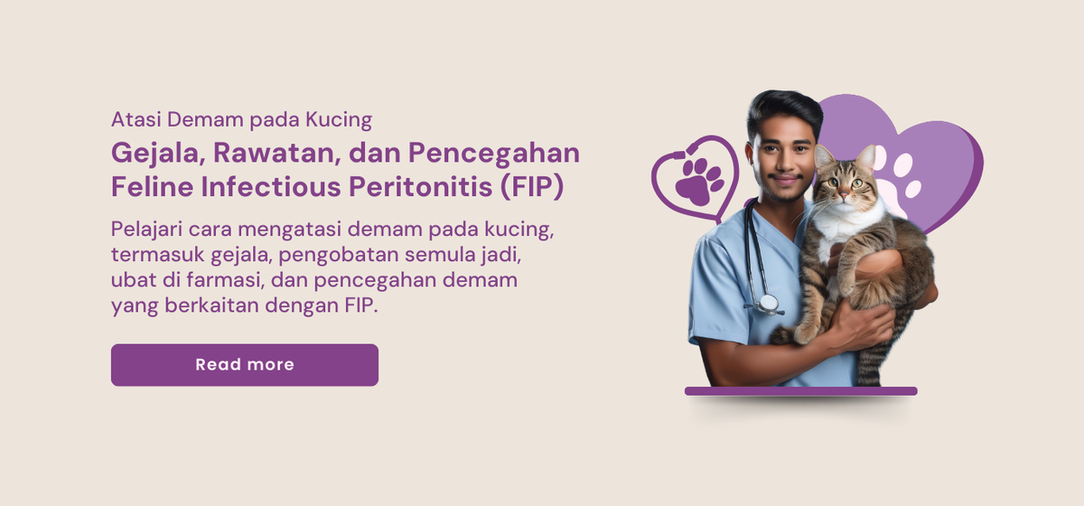 Atasi Demam pada Kucing: Gejala, Rawatan, dan Pencegahan Feline Infectious Peritonitis (FIP)