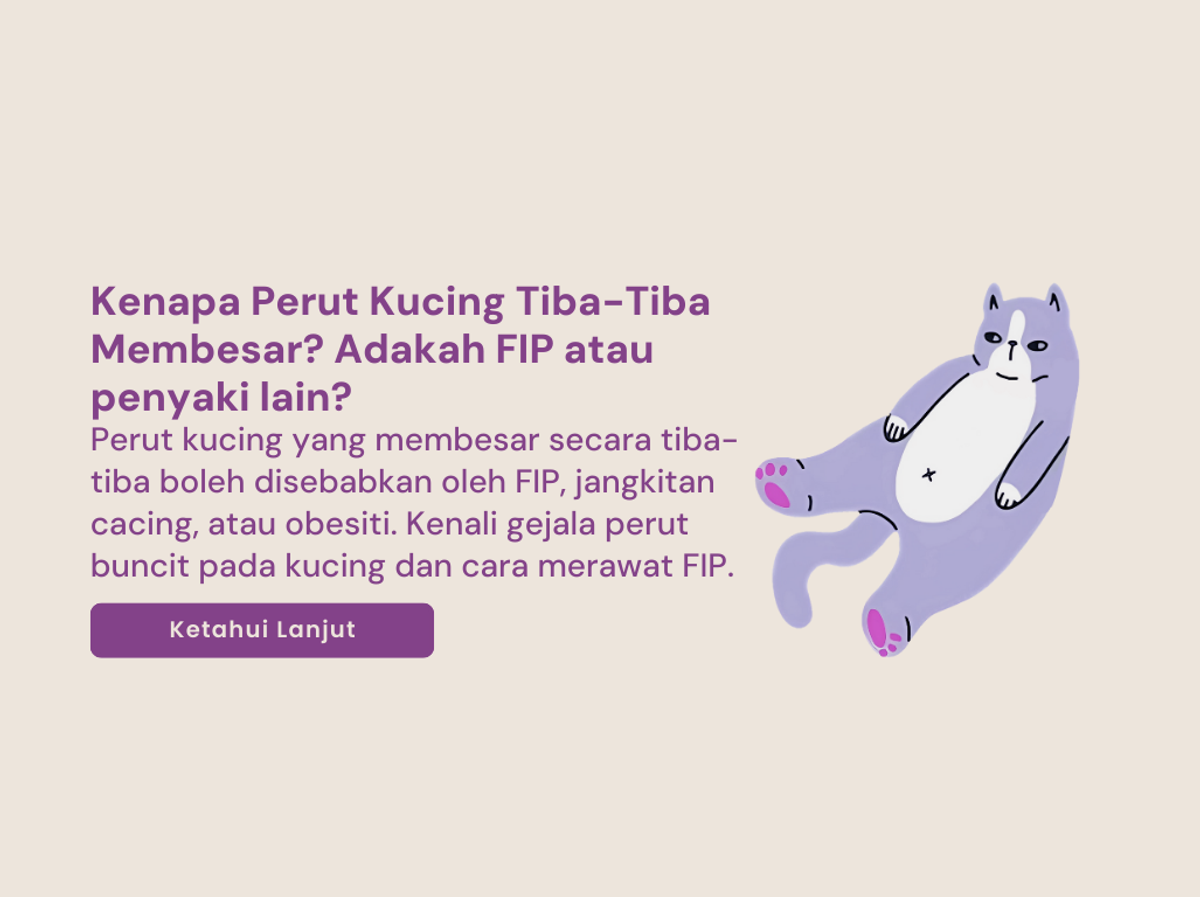 Mengapa Perut Kucing Tiba-tiba Membengkak? FIP atau Penyakit Lain..  